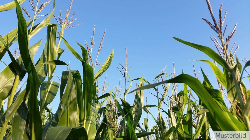 Grundstück Lengerich - 350.000&euro; | Angebot:24178338