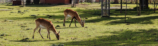 Wildfreigehege Nöttler Berg Saerbeck Münsterland NRW Wildtiere Natur