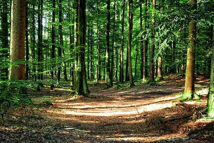 Haus Münster Münster-Südost - 8 Zimmer, 200 m&sup2;, 895.000&euro; | Angebot:9068166