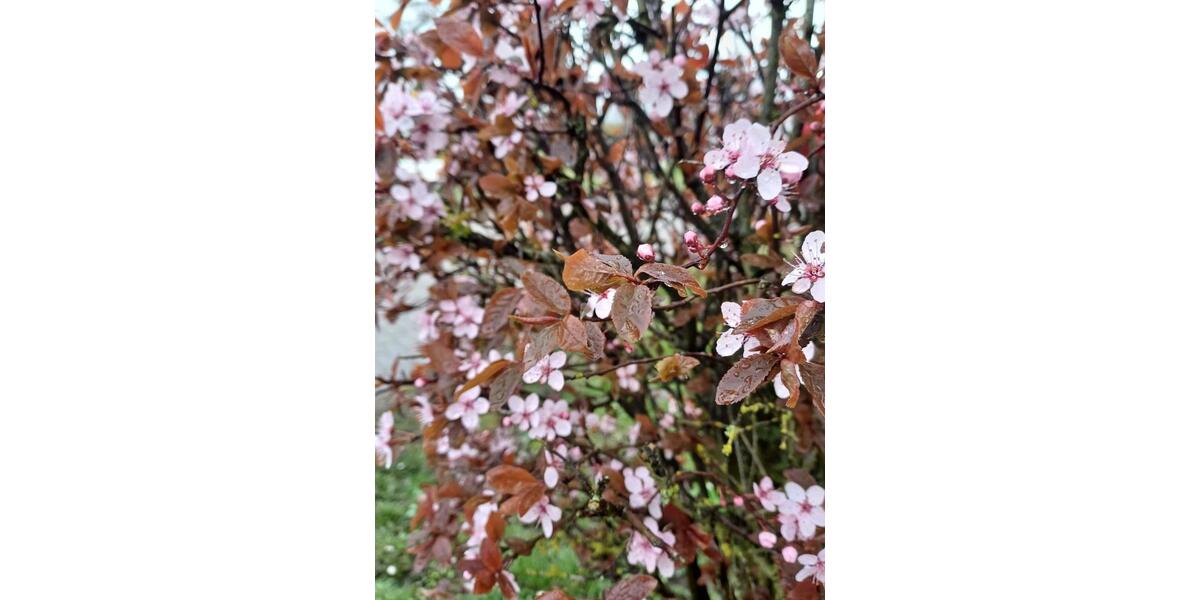 Maisonettenwohnung Sendenhorst - 3 Zimmer, 75 m&sup2;, 1.240&euro; | Angebot:25833813