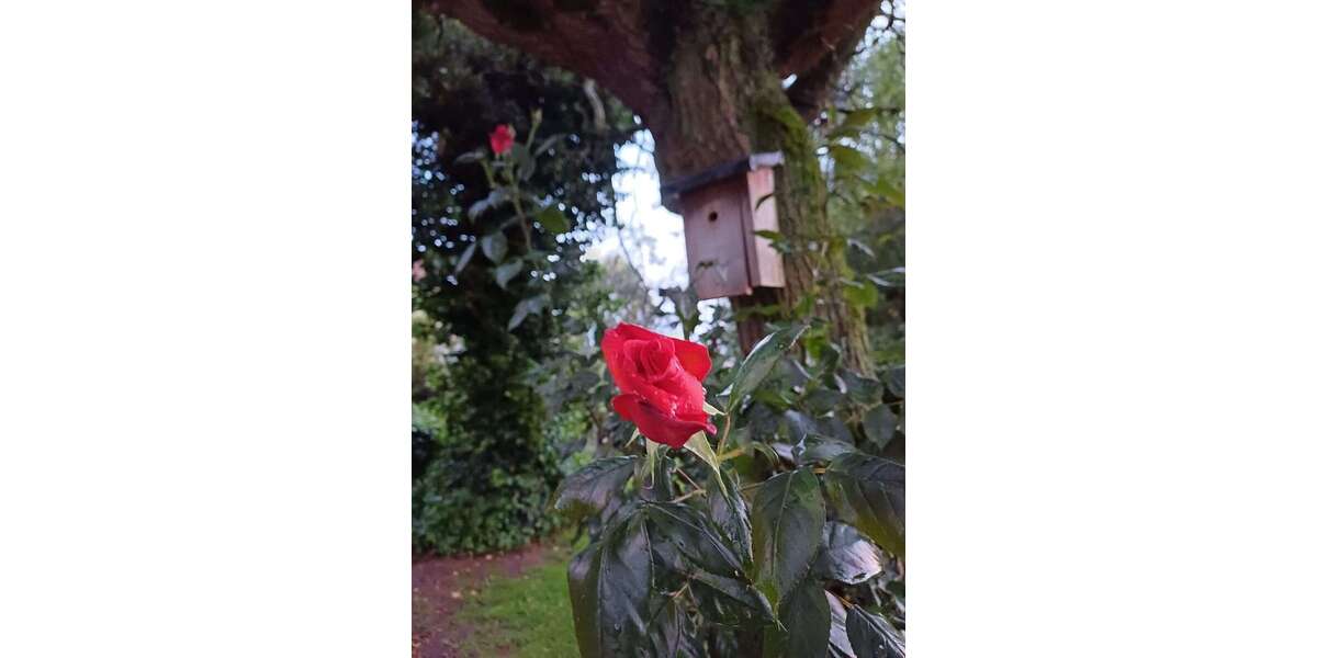 Etagenwohnung Sendenhorst / Albersloh Albersloh - 3 Zimmer, 80 m&sup2;, 1.000&euro; | Angebot:26072348