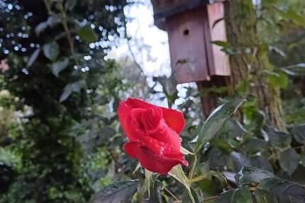 Wohnung Sendenhorst / Albersloh Albersloh - 3 Zimmer, 80 m&sup2;, 1.000&euro; | Angebot:26072348